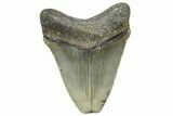 Serrated, Juvenile Megalodon Tooth - North Carolina #359048-1
